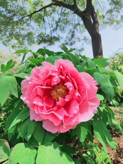 粉色牡丹華 徜徉芍藥花海