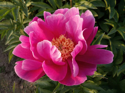 芍藥提取物 高濃縮萃取與精細粉末應用優勢