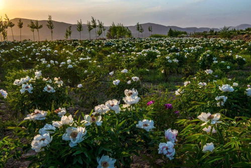端午相約會(huì)寧，共賞芍藥傾城